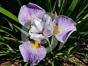 Iris Ãâ sibtosa Ã¢â¬ËLavender LandscapeÃ¢â¬â¢ with beautiful lavender pink fall petals, paler standards, styles - near white and small photo